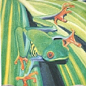 Frog No. 10