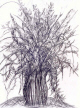 flowers_marty-5.jpg (198695 bytes)