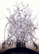 flowers_marty-6.jpg (157277 bytes)