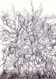 flowers_marty-9.jpg (222400 bytes)